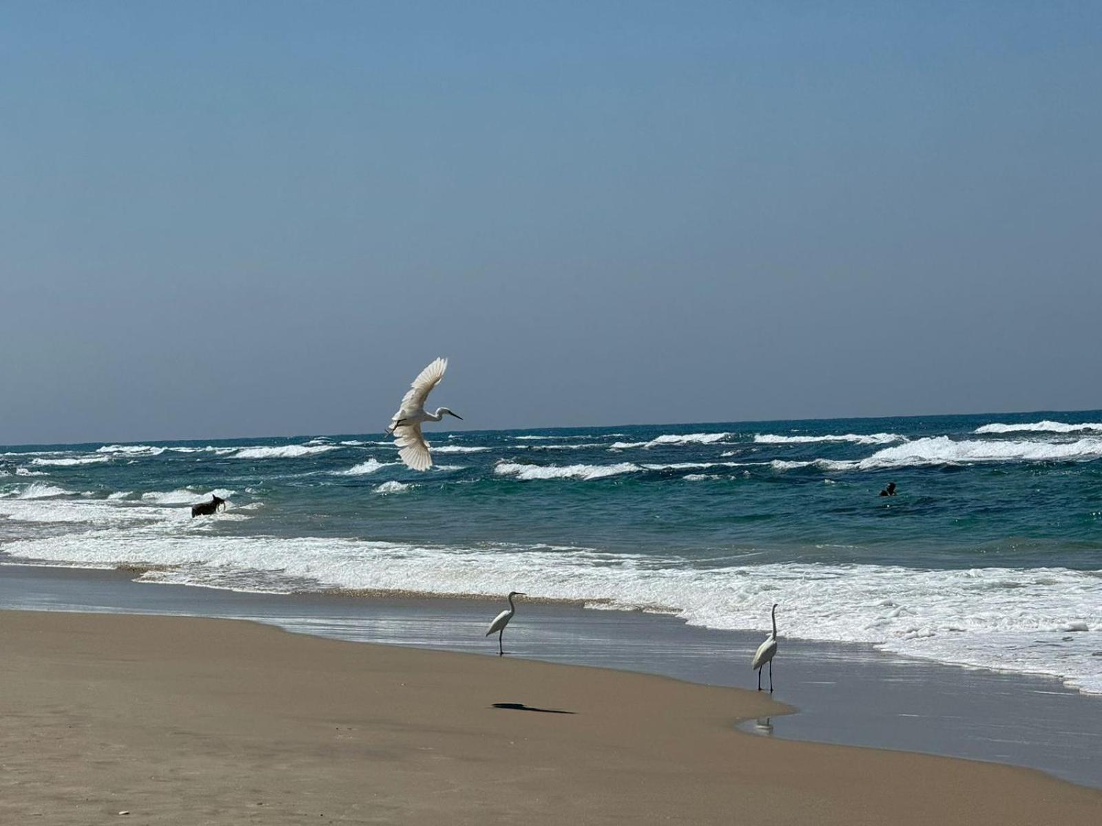 Go To Apartments In Leonardo Bat Yam Buitenkant foto